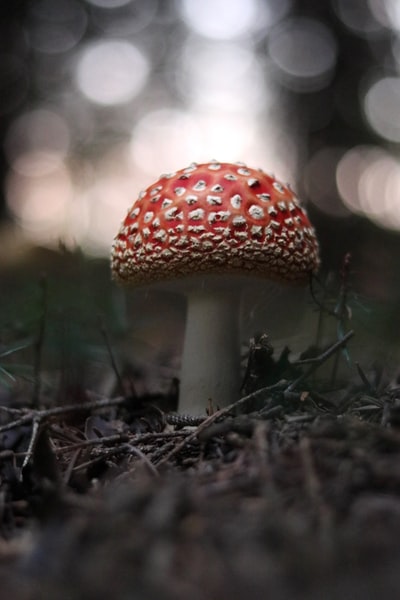 散景摄影的红蘑菇
